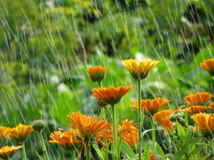 Flowers in rain shutterstock_358580264